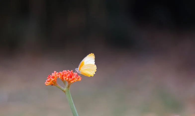 Завещанието на мама: Истината, която ме разкъса