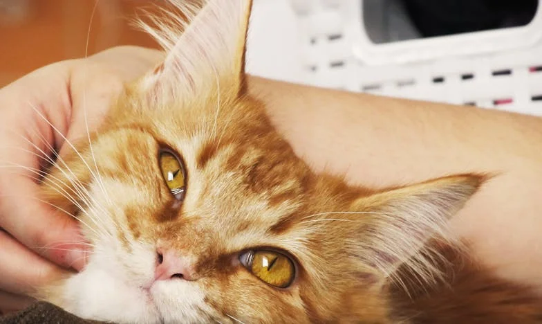 Белезите на предателството: История за семейство, доверие и разочарование