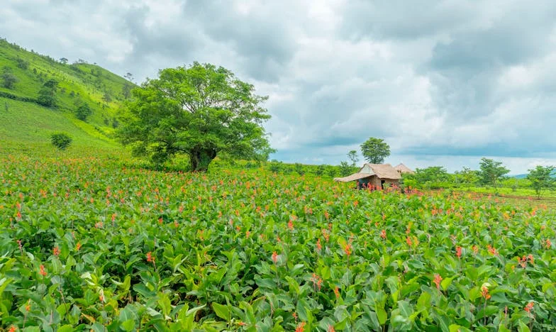 Бременна съм, а годеникът ми не иска сватба – майка му го подкрепя, баща му е на моя страна. Ще ни разруши ли семейството?