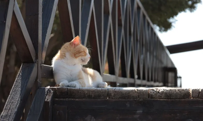 Хартиената мишка и сърцето от копнеж – историята на Наталия