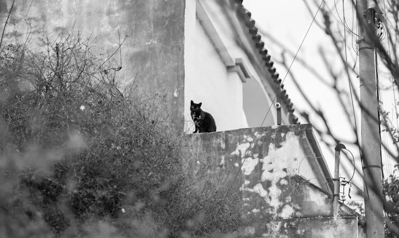 Къщата на улица „Вишнева“ – История за загубата, гордостта и неочакваната сила на съседството