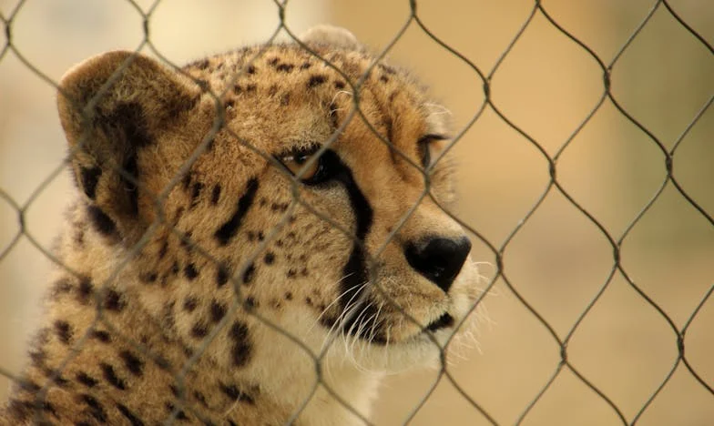 Когато домът се разпада: Историята на едно неочаквано ново начало