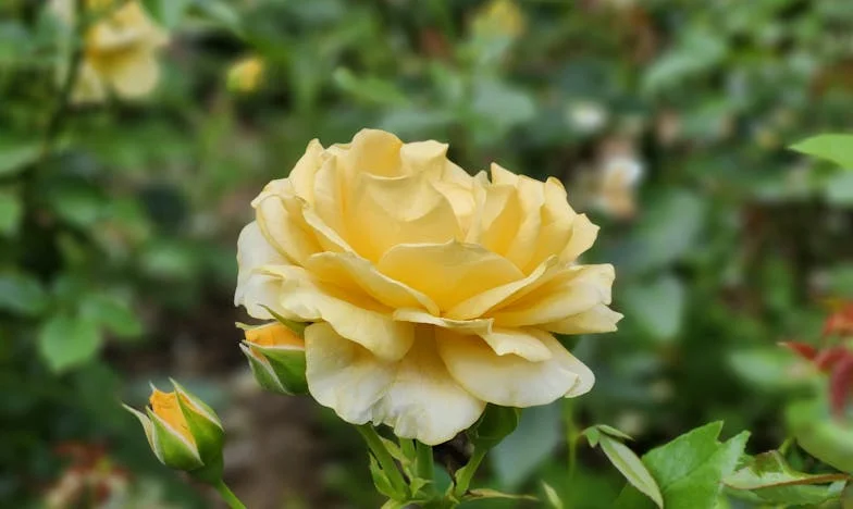 Когато любовта боли: Тридесет години брак под въпрос