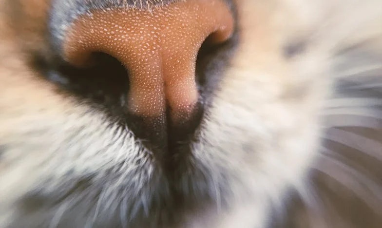 Когато любовта заглъхне: Историята на една българка от Пловдив