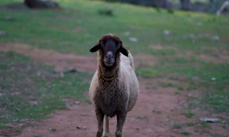 Когато роднините искат повече, отколкото можеш да дадеш