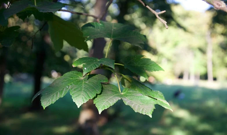 Мъжът ми иска да избягаме на село, а аз не мога да оставя родителите си в града