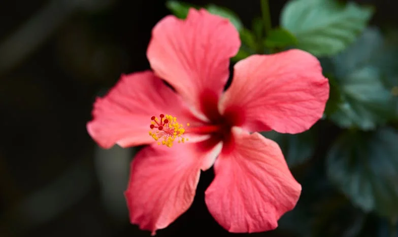 Между два дома: Как оцелях, когато мъжът ми избра майка си пред мен