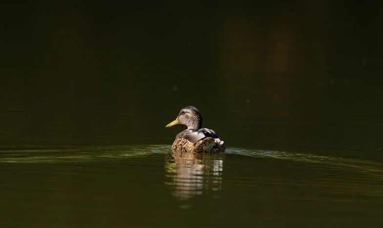 Между две огньове: Историята на една снаха, свекърва и търсенето на приемане