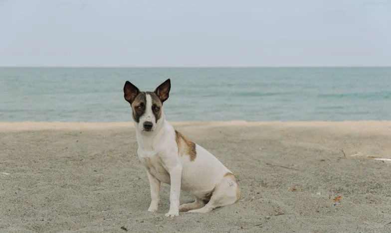 Между любовта и лоялността: Моята борба като свекърва