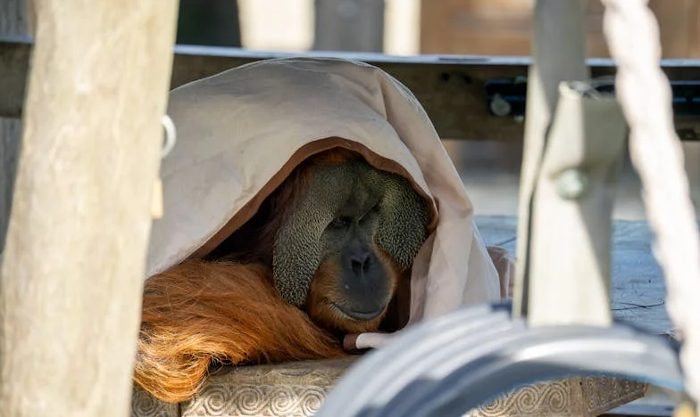 Между стените на наследството: Историята на Магдалена от улица "Славейков"