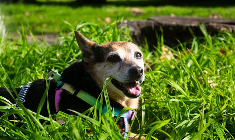 Между свекървата и разума: Как реших да си тръгна от „мамин син“