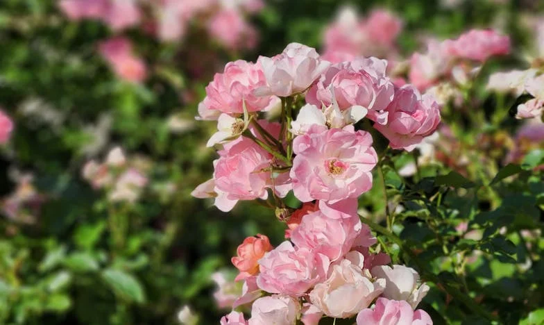 Пет години по-късно: Дългът, който раздели семейството ми