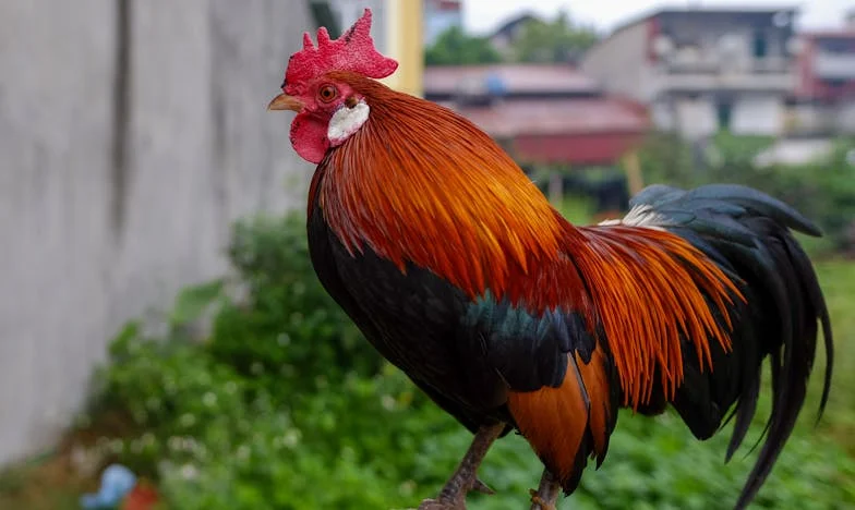 Последният звънец на госпожа Димитрова: Разказ за една разбита учителска душа