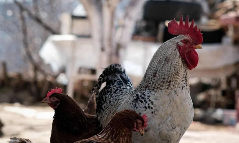 Какво си мислеха нашите съседи: История за любов, предразсъдъци и една стена