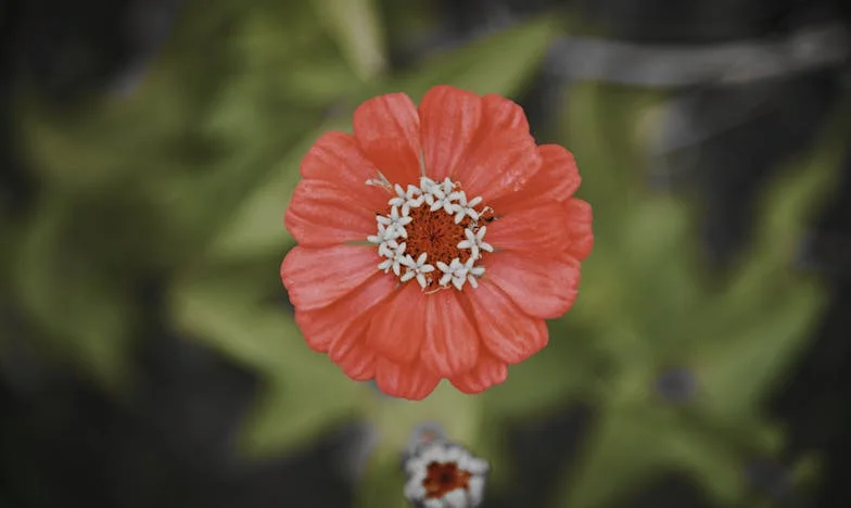 Когато изгубих краката си: Историята на една българска жена и мъжа, който се научи да сплита косата ми