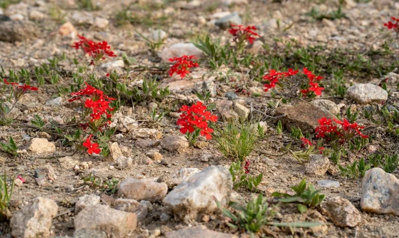 Когато никой не те чака: Между прошката и забравата