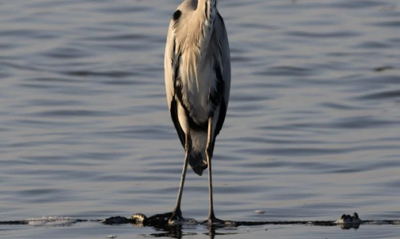 Не идвай повече, мамо – история за изгубената вяра и майчината болка