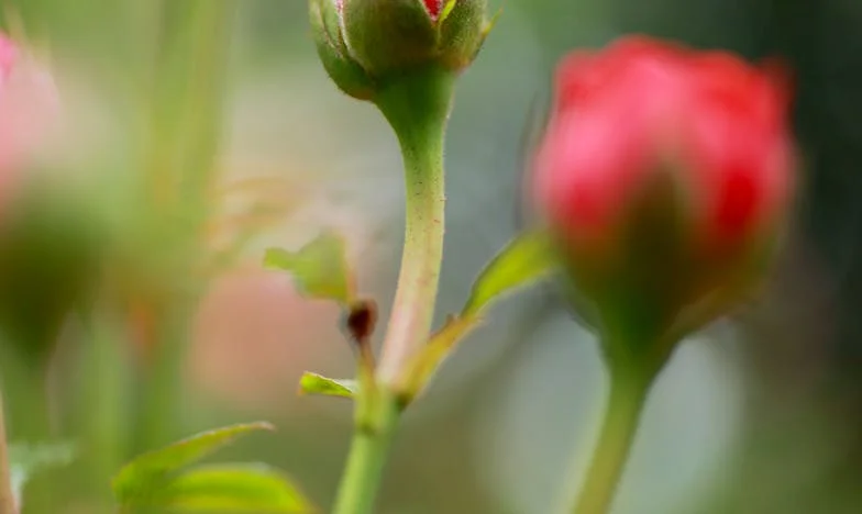 Новото начало на Елена: Когато реших да се преместя при сина си