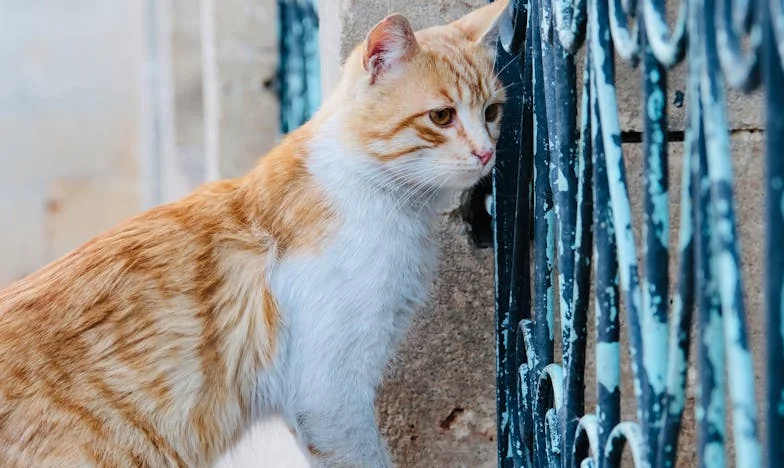 „Семейство се нарича, но на каква цена?“
