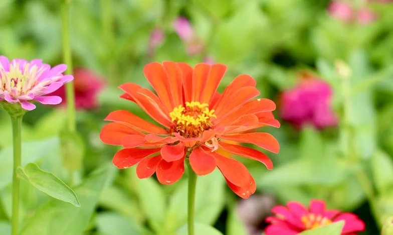 Снимката, която преобърна живота ми: Истината за баща ми и непознатата жена