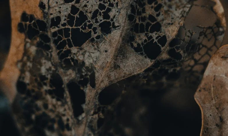 Свекърва, която мълчеше: Истината, която не исках да чуя