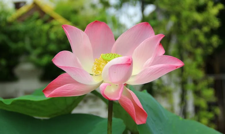 Тайната на свекървата: Къщата, която никога не беше нейна