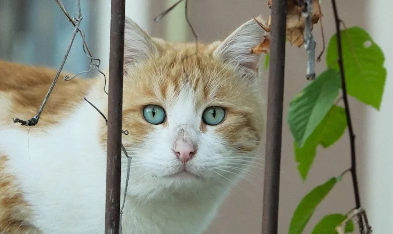 Телефонът на свекърва ми в полунощ преобърна живота ми – една нощ, която промени всичко