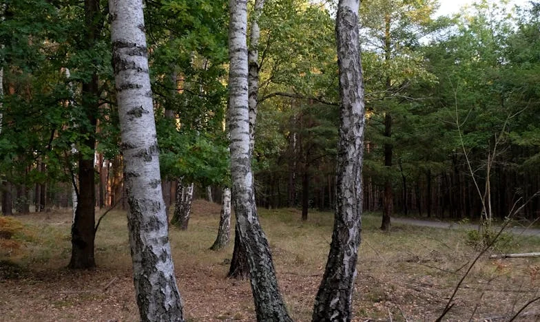 Тишината на неделните обяди: Когато семейството се разпада на масата