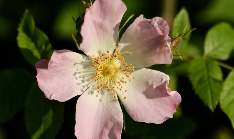 Вечерята, която преобърна живота ми: Тайна, скрита зад семейната маса