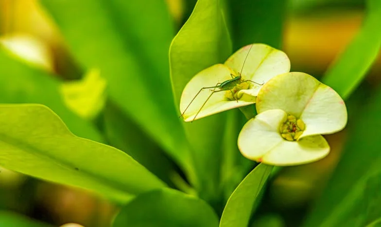 „Донеси децата, но не забравяй портфейла“: Семейна тайна в градината на село
