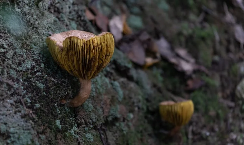 Когато баба разбра истината: Домът, предателството и цената на семейството