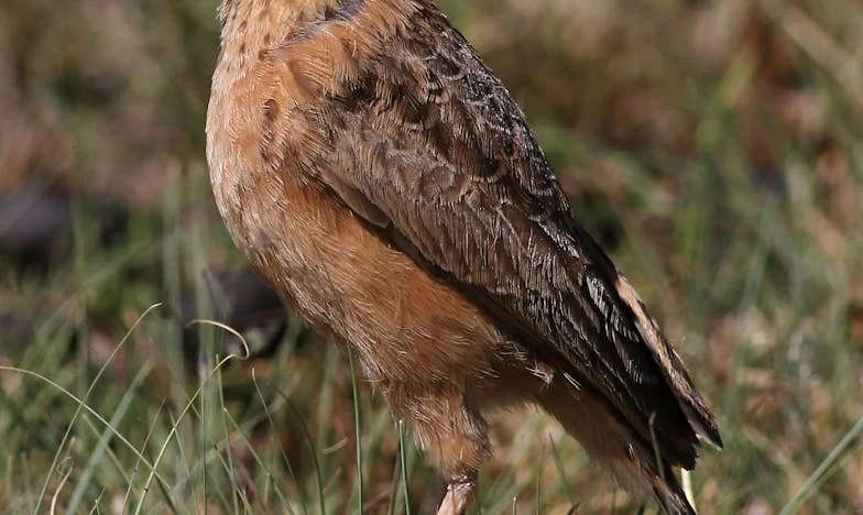 Лъжи, мълчания и ново начало – Пътят на една българка към себе си