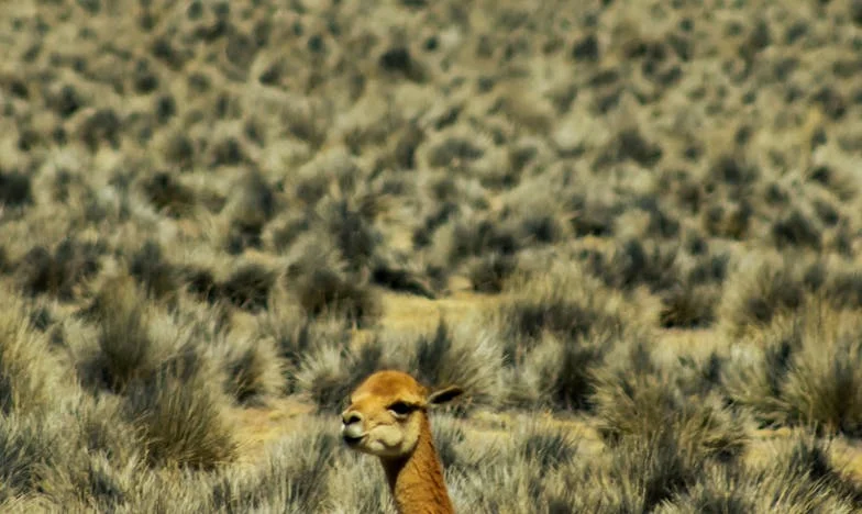 Сълзи между страниците: Историята на Мария и мечтата за детската болница