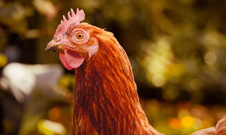 След загубата: Как намерих отново дом и смисъл