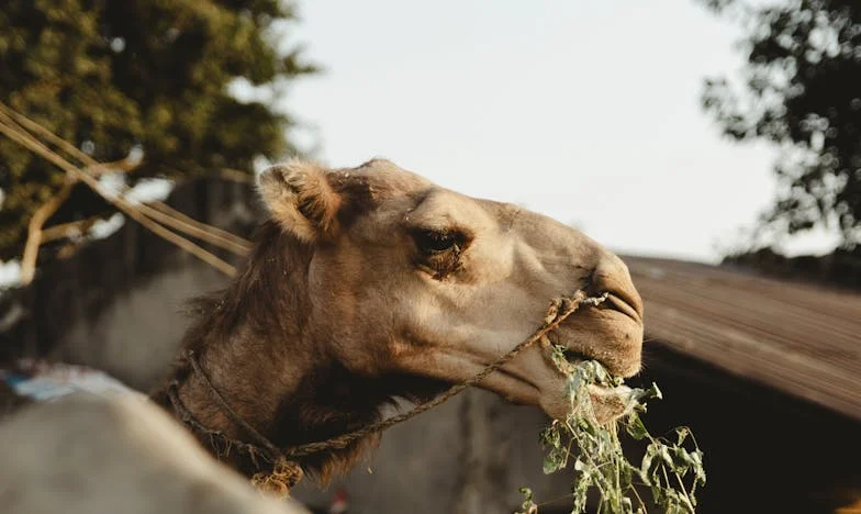 Ултиматумът на мама: Между мечтите и сигурността на дома
