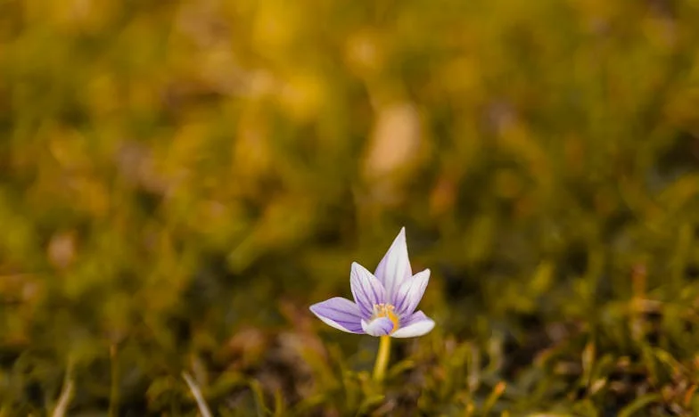 Кой има право да даде име на детето ми? Борба за достойнство в сянката на семейството на мъжа ми