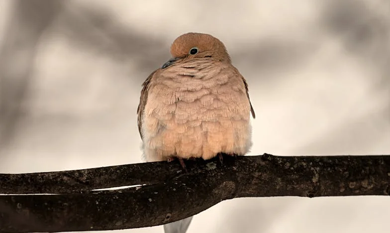 „Колкото деца искам, толкова ще имам“: Историята на едно разпадащо се българско семейство