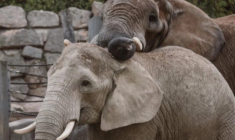 Между две кухни: Борбата за признание в собствения ми дом