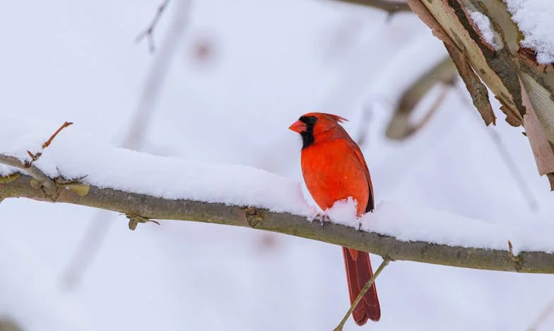 Между любовта и лоялността: Историята на една майка и нейната дъщеря
