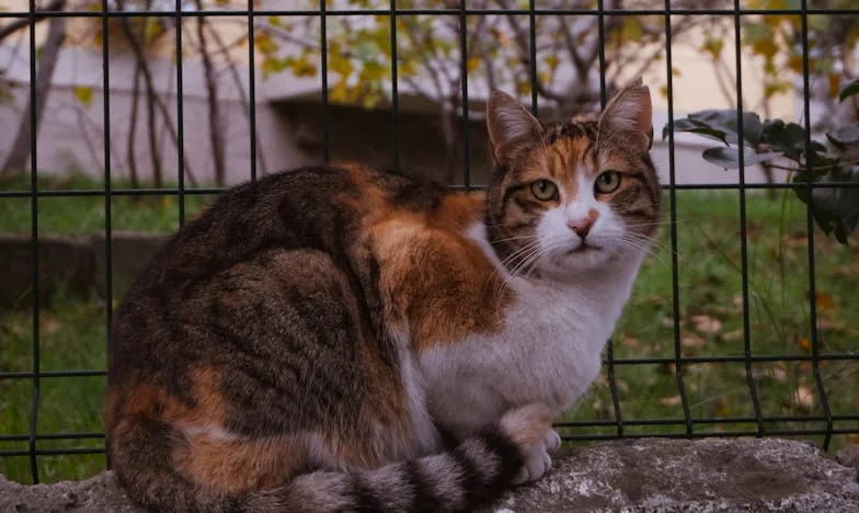 Наследство от чужда кръв: Историята на Мария от Пловдив