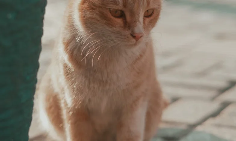 Невидимата домакиня: Разбитият рожден ден