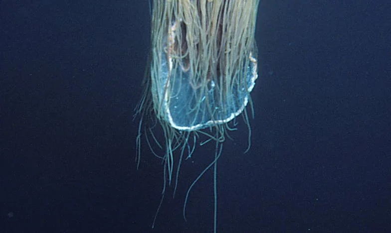 Под един покрив: Историята на една българска майка, която се изправи срещу срама, бедността и предразсъдъците