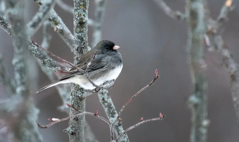 Приемната ми дъщеря – любов, предателство и втори шанс