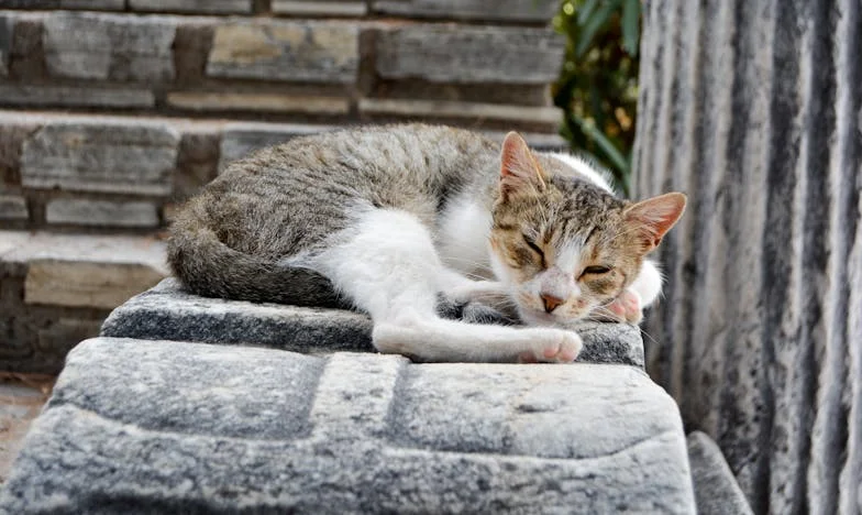 Сянката на семейната вражда: Скандал в Долни Ливади