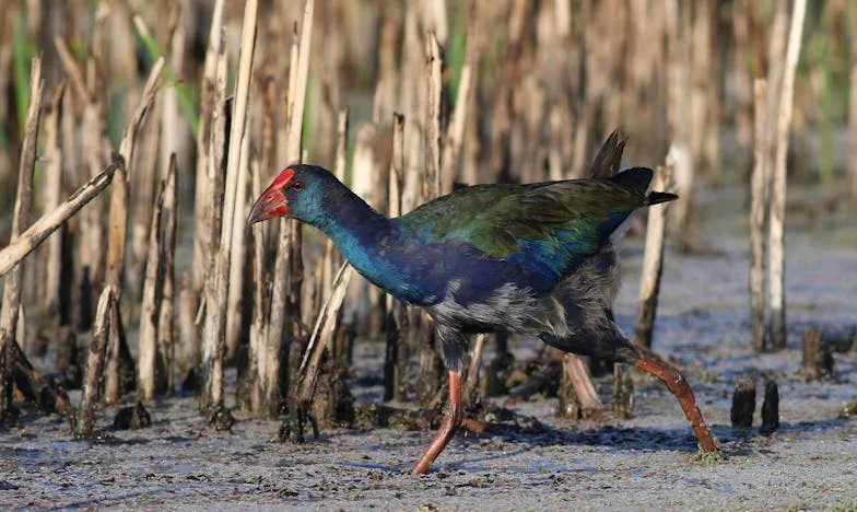 „Този дом не е за тях” – Когато семейството се настани неканено завинаги