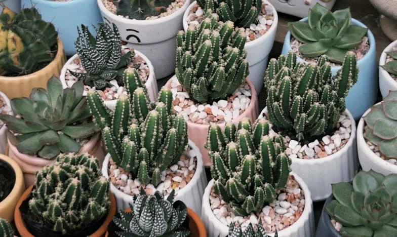 Всяко лято у нас: Когато домът ти стане чужд