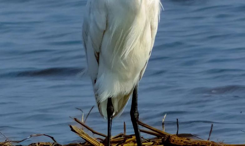 Цената на доверието: една майка, една дъщеря и спорната къща