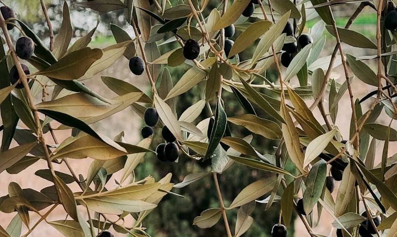 Когато домът не е за всички: Историята на една майка, която трябва да избере между мира и семейството