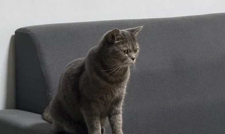 Когато Мария и свекърва ѝ бяха на пазара, аз тихо си събрах багажа: Изповедта на една българка за свободата и семейните окови