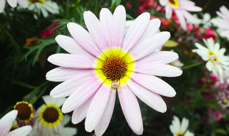 Любов на шейсет – когато животът започва отначало